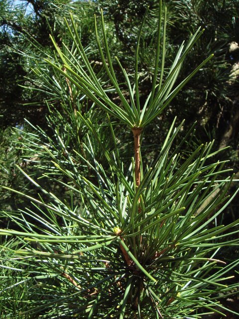 Sciadopitys verticillata aiguille